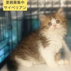 サイベリアン　子猫　●●アゴはネコでお世話・里親募集中●●　代々...
