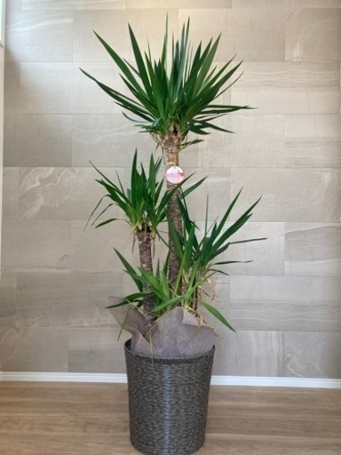 ユッカ　観葉植物（鉢カバー付き）