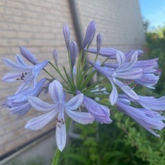 アガパンサスの球根