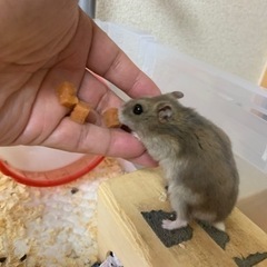 ハムスター　7月中の引き渡してきる方 - その他