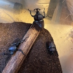 カブトムシ ♂♀