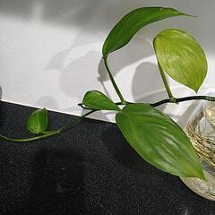 最強浄化水草_ヤマサキカズラ