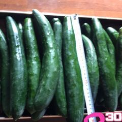 【大きめ】きゅうり５本（１5０円）全部で１７本あります。