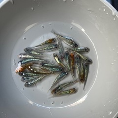 受け渡し予定者様決まりました。ラメメダカミックス　NO 2の画像