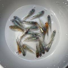 受け渡し予定者様決まりました。ラメメダカミックス　NO 2の画像