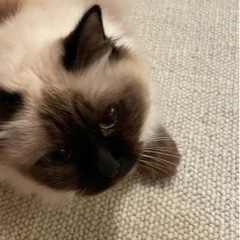 メスのバーマン　ビルマの猫です。