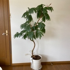 観葉植物　エバーフレッシュ