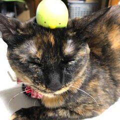 ペット不になってしまって大至急里親探してます