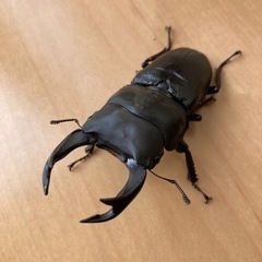 【受渡し完了】オオクワガタ　久留米血統　ブリード品　オス単品② ...