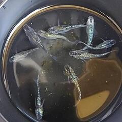 メダカ  サボラメ