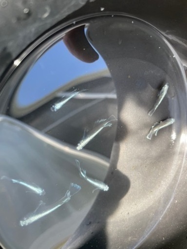 メダカ　マリアージュ、秋桜、サボラメ