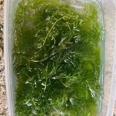 水草。マツモ