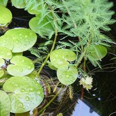 【決まりました】水草✨(*^▽^*)の画像