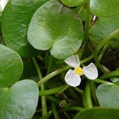 【決まりました】水草✨(*^▽^*)の画像