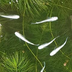 【決まりました】水草✨(*^▽^*)