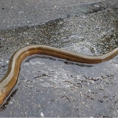 タウナギ譲って頂きたいです