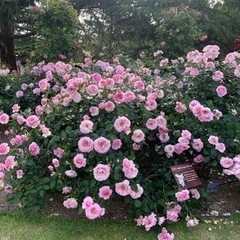 姑がぁぁぁ！ - 神戸市