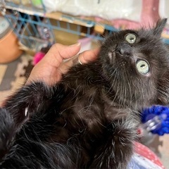 空猫✈️子猫シリーズ❣️2-3カ月エジプシャンマウMIX❣️ミス...