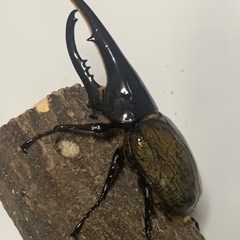 ヘラクレスオオカブト ♂♀ペア((商談中)