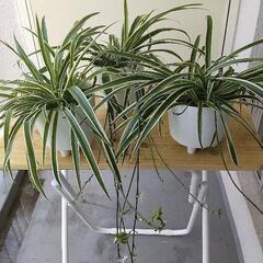 観葉植物オリズルラン1鉢300円2鉢500円3鉢600円の画像
