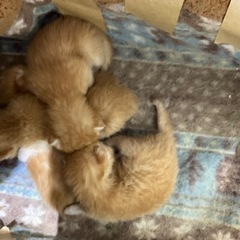 一旦募集停止します！　 - 猫