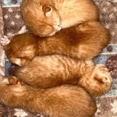 一旦募集停止します！　 - 帯広市