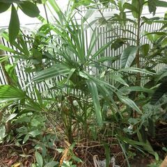 観音竹（カンノンチク）か 棕櫚竹（シュロチク）