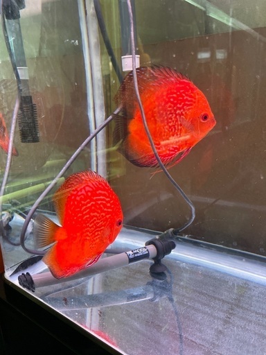 スーパーレッドスコーピオン　産卵確認済ペア