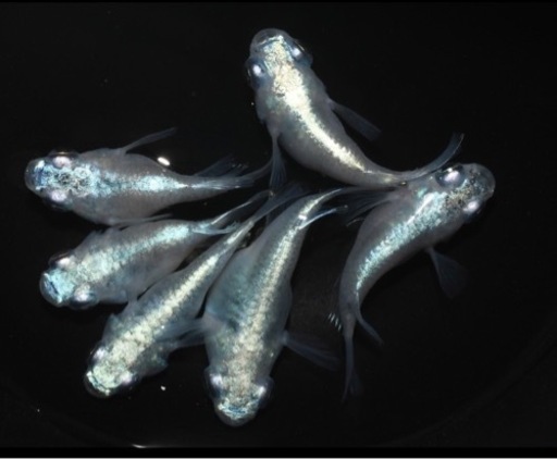 高級　ダルマメダカ卵50個　メダカ　めだか