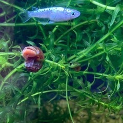 産卵中🐟ブルースターダストの針子🐟　30匹＋α