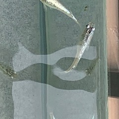 産卵中🐟ブルースターダストの針子🐟　30匹＋αの画像