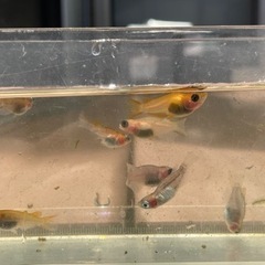 出目パンダダルマメダカの画像