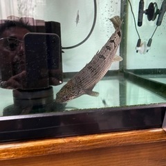 ポリプテリス　デルヘッジ　20cm位２匹の画像