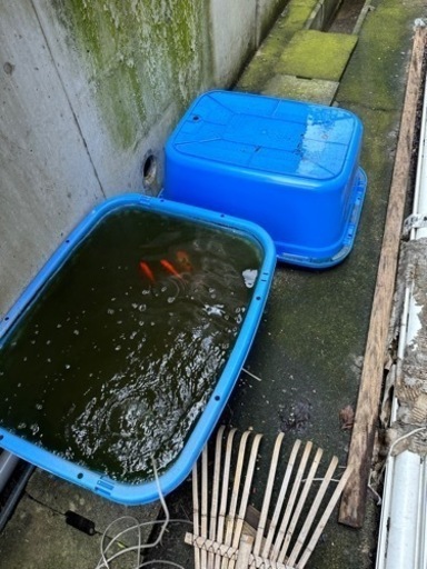 らんちゅう用品