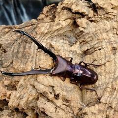 夏本番‼️バージョンUP空クジ無しカブトクワガタくじ‼️の画像