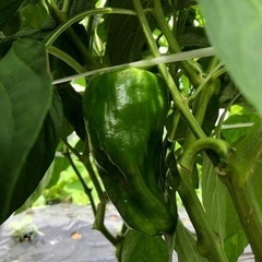 【決まりました！】【7/2(日)限定】よりどり野菜セット③ 500円