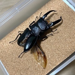 クワガタ、カブトムシ標本製作
