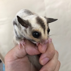 フクロモモンガ  プラチナお迎え募集中！