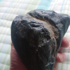 日本真ギョクの画像