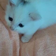 猫の里親募集