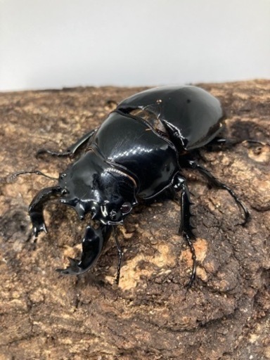 タランドゥスオオツヤクワガタ　ペア