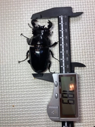 タランドゥスオオツヤクワガタ　ペア