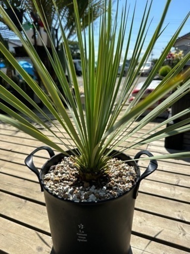 ロストラータ　発根済み　60cm