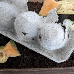 中古】鳴く虫の飼い方 :スズムシ，マツムシ，カンタン