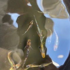 メダカ　アグリアスの画像
