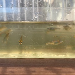 メダカ　アグリアスの画像