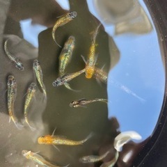 メダカ　アグリアスの画像