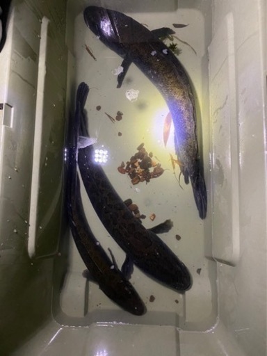 雷魚　カムルチー　3匹いてます。