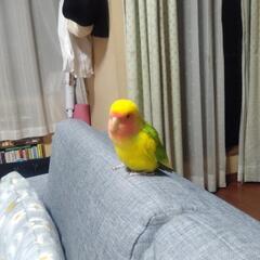 コザクラインコを捜しています。