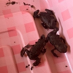 ヒキガエル幼生🐸の画像